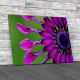 African Daisy Flower Canvas Print Large Picture Wall Art