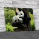 Giant Panda Cubs Canvas Print Large Picture Wall Art