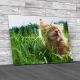 Kitten On Green Grass Canvas Print Large Picture Wall Art