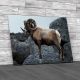 Male Bighorn Sheep Canvas Print Large Picture Wall Art