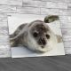 Weddell Seal Pups Canvas Print Large Picture Wall Art