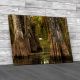 Cypress Forest Everglades National Park Canvas Print Large Picture Wall Art