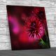 Dahlia Flower Up Close Square Canvas Print Large Picture Wall Art
