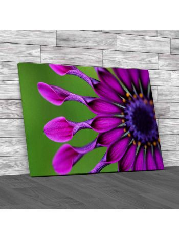 African Daisy Flower Canvas Print Large Picture Wall Art