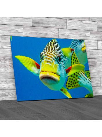 Tropical Fish Canvas Print Large Picture Wall Art