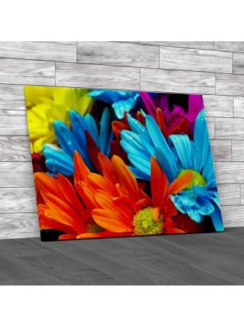 African Daisy Flowers Canvas Print Large Picture Wall Art