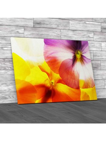 Colourful Viola Flowers Canvas Print Large Picture Wall Art