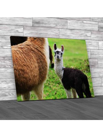 Alpaca Baby With His Mother Canvas Print Large Picture Wall Art