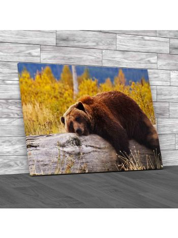 A Bear Laying On A Trunk Canvas Print Large Picture Wall Art