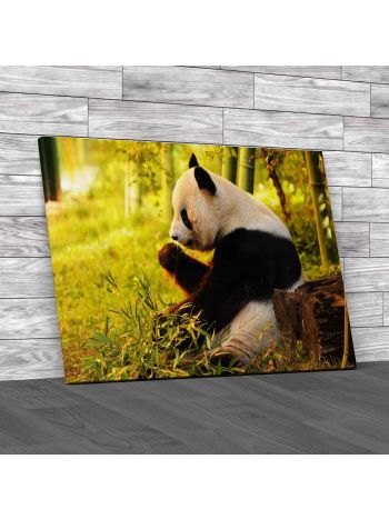 Panda Eating Bamboo Canvas Print Large Picture Wall Art