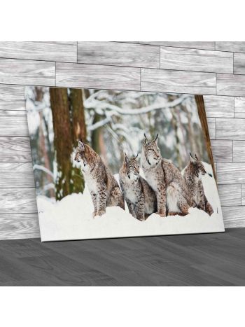 Lynx Family Canvas Print Large Picture Wall Art