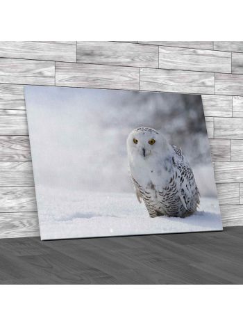 Snowy Owl Canvas Print Large Picture Wall Art