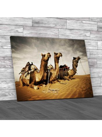 Camels In The Thar Desert Canvas Print Large Picture Wall Art