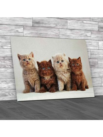 Say No To These Kittens Canvas Print Large Picture Wall Art