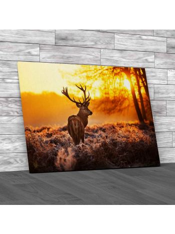 Red Deer In Morning Sun Canvas Print Large Picture Wall Art