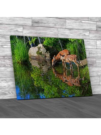 Water Reflections Of Two Baby Deer Canvas Print Large Picture Wall Art