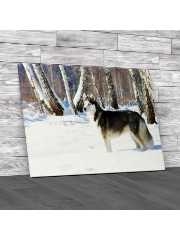 Chukchi Husky Canvas Print Large Picture Wall Art