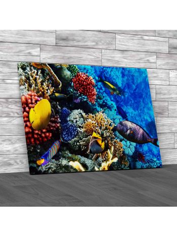 Coral And Fish In The Red Sea Canvas Print Large Picture Wall Art