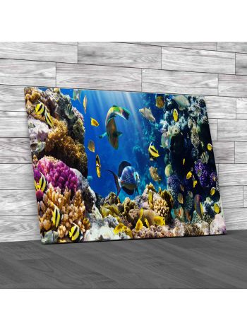 Tropical Fish On A Coral Reef Canvas Print Large Picture Wall Art