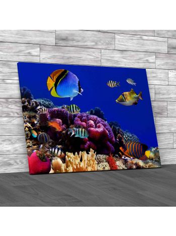 Coral Fishes Of Red Sea Canvas Print Large Picture Wall Art