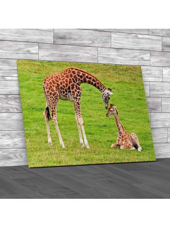 Giraffes Canvas Print Large Picture Wall Art