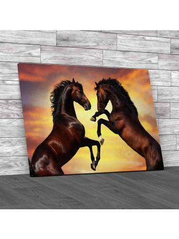 Two Bay Stallions Rearing Up Against Sunset Canvas Print Large Picture Wall Art