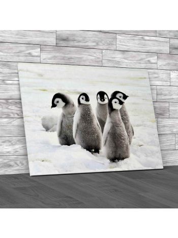 Emperor Penguin Chicks Canvas Print Large Picture Wall Art