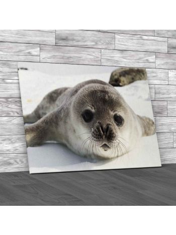 Weddell Seal Pups Canvas Print Large Picture Wall Art