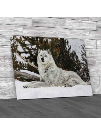 Gray Wolf Canvas Print Large Picture Wall Art