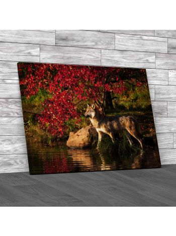 Wolf Standing In Pond Canvas Print Large Picture Wall Art