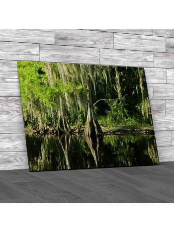 Cypress Trees And Swamp Florida Canvas Print Large Picture Wall Art