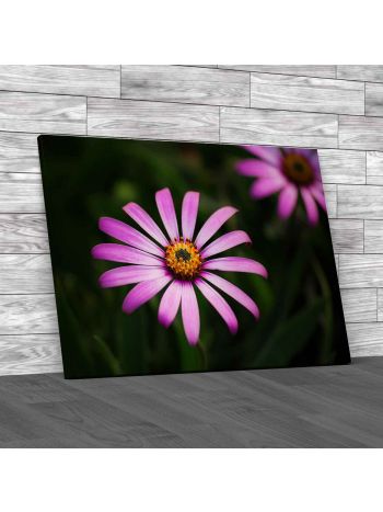 Purple Daisy Or African Daisy Canvas Print Large Picture Wall Art