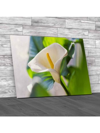 Zantedeschia Aethiopica Or Arum Lily Canvas Print Large Picture Wall Art