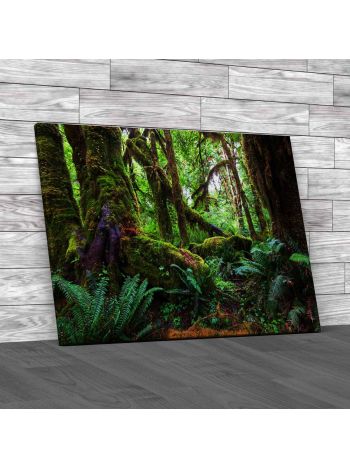 Rain Forest Scene Canvas Print Large Picture Wall Art
