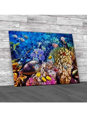 Corals And Fishes 2 Canvas Print Large Picture Wall Art